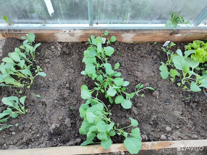 Рассада ранней капусты, брокколи, цветная