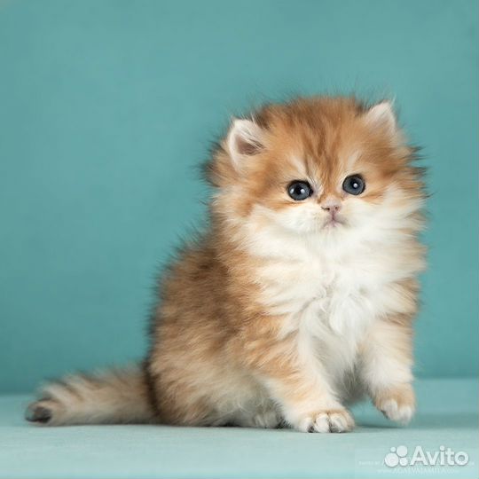 Золотая британская длинношёрстная шиншилла