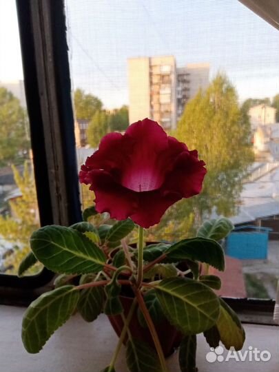Цветы
