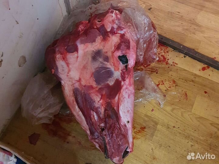 Корм для собак