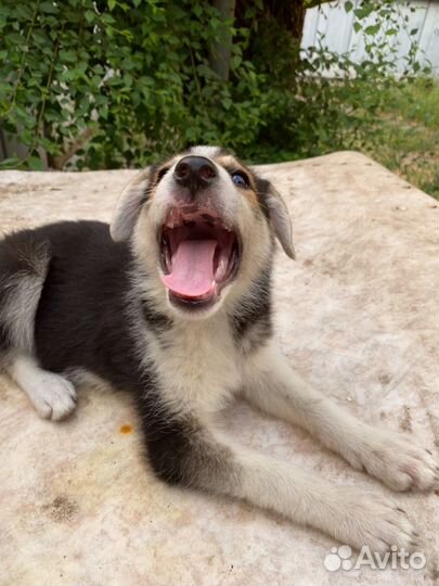 Щенок в добрые руки бесплатно
