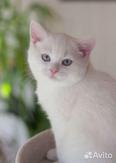 Кошечка шотландская прямоухая