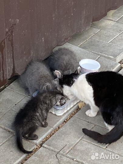Котята в добрые руки