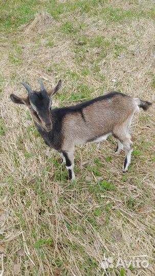 Козлята