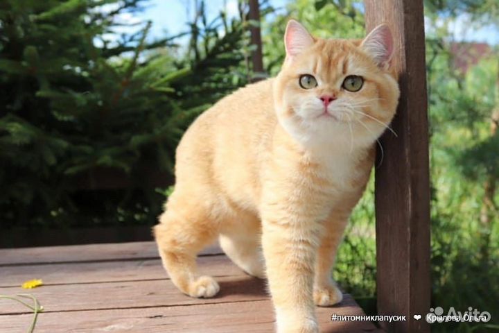 Британская золотая шиншилла ny12