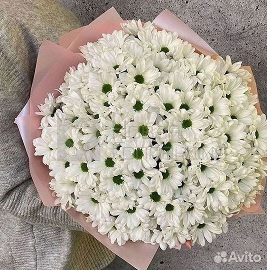 Хризантема Цветы Доставка