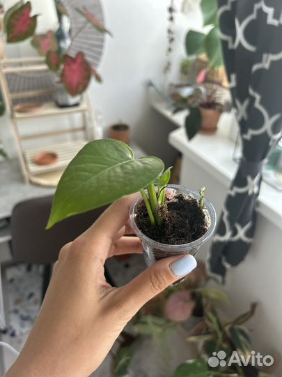 Сциндапсус