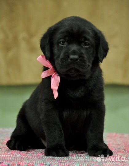 Щенки лабрадора
