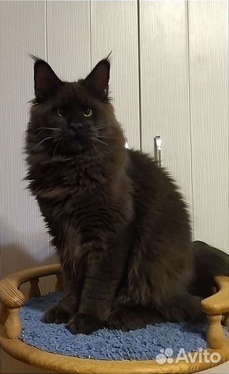 Молодой котик Мейн-кун