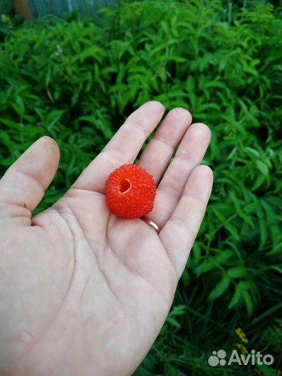 Тибетская розолистная малина