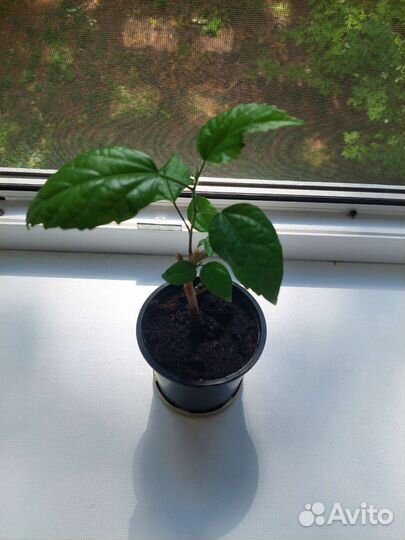 Гибискус китайская роза и фикус