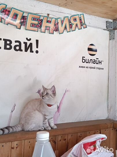 Продаю кошечку