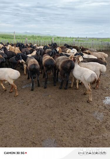 Продаем баранов