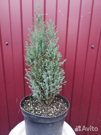 Хвойные и декоративные растения