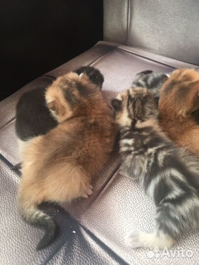 Шотландские прямоухие котята