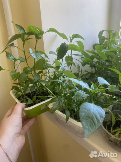 Рассада перца