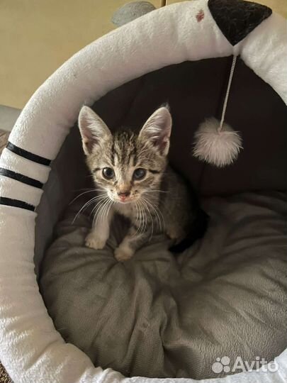 Кошка в дар