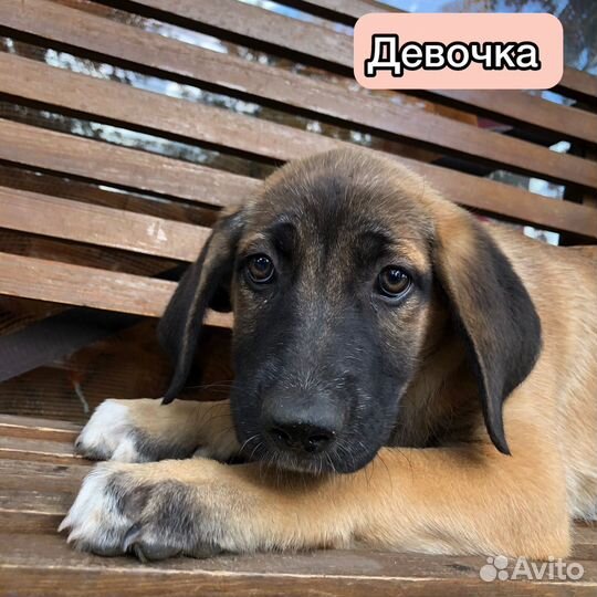 Щенки
