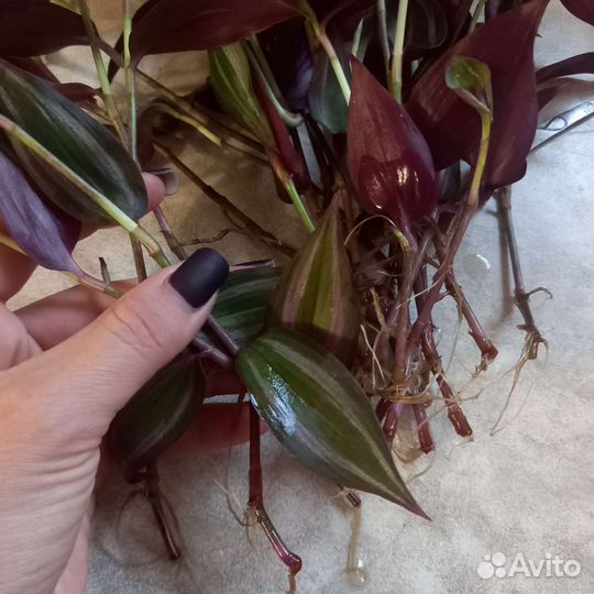 Традесканция зебрина