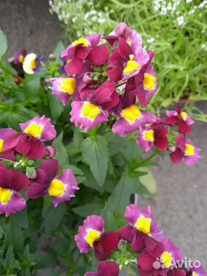 Немезия вегетативная