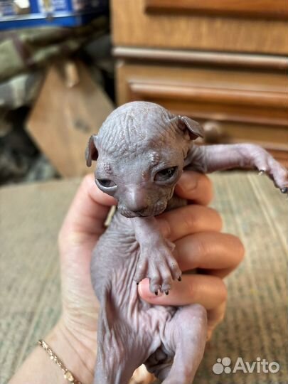 Канадский сфинкс