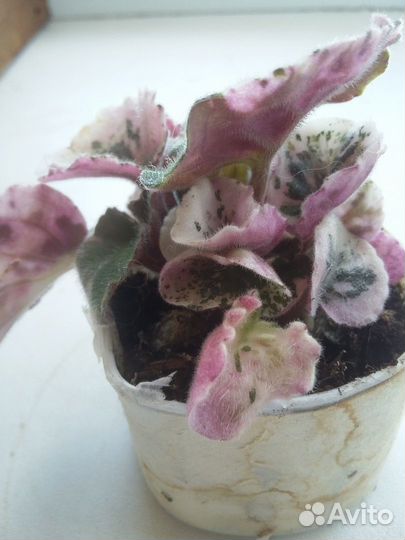 Домашние цветы