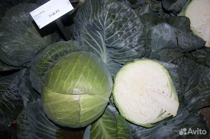 Семена капусты Авак F1
