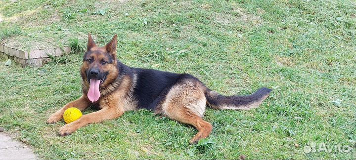 Немецкая овчарка в добрые руки