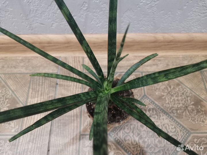 Сансевиерия фернвуд панк