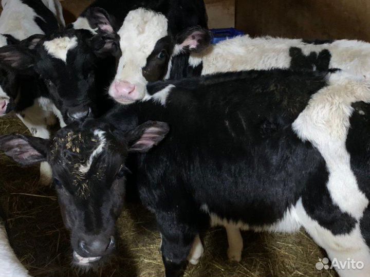 Телята, Бычки и телки