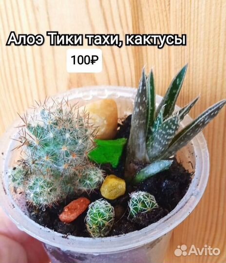 Кактусы и суккуленты