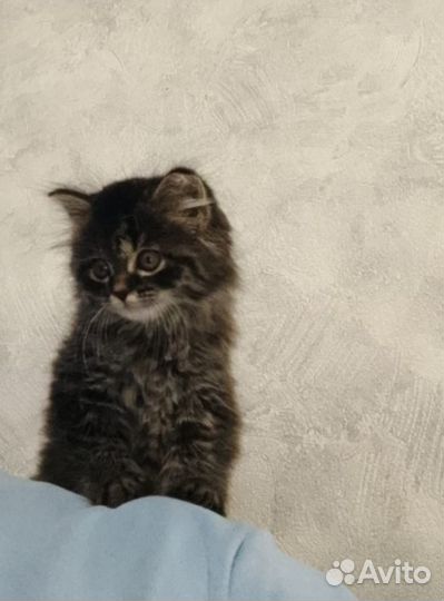 Сибирская кошечка
