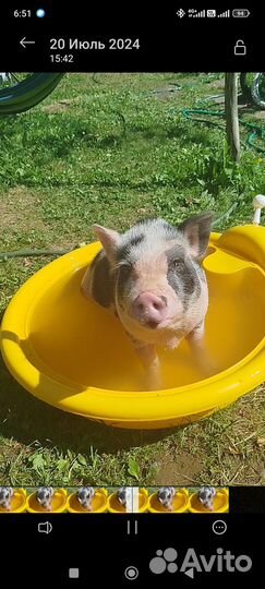 Продается мини пиг мальчик