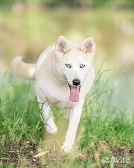 Метис хаски