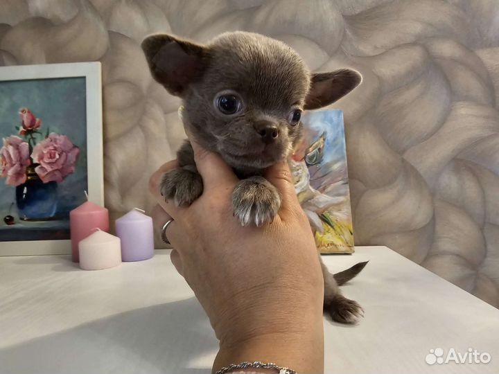 Чихуахуа мини лиловый мальчик
