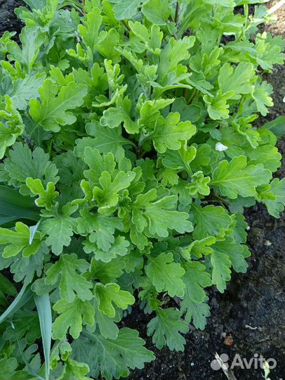 Хризантема