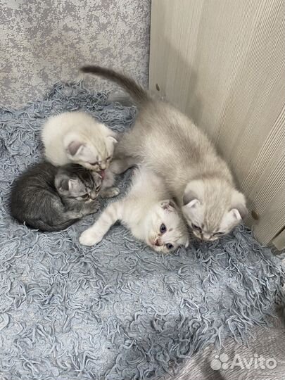 Шотландская вислоухая