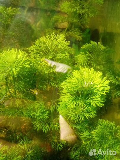 Аквариумные растения Перистолистник зеленый