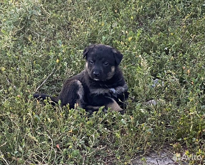 Щенки немецкой овчарки