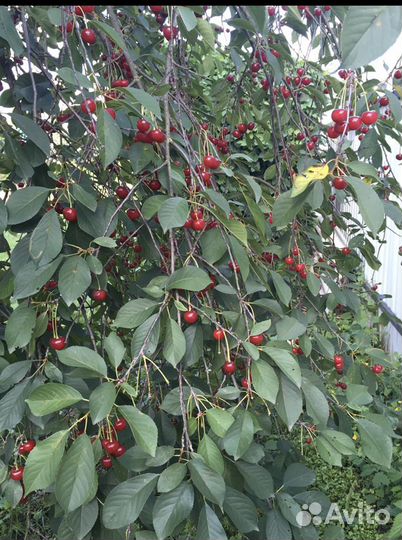 Саженцы Вишни