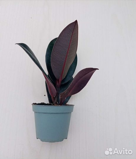 Фикус Робуста