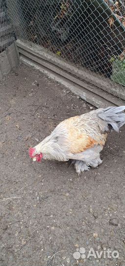 Куры несушки