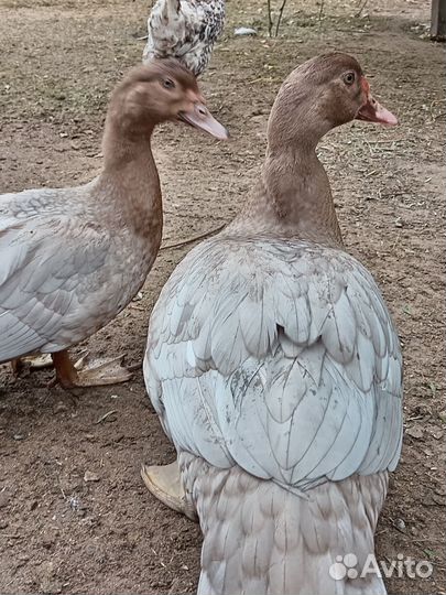 Мускусные утки (индоутки)