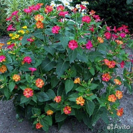 Мирабилис Ялапа, декоративные цветы, семена