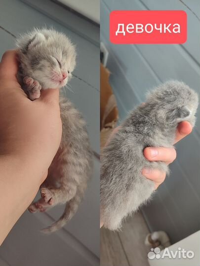 Шотландские котята