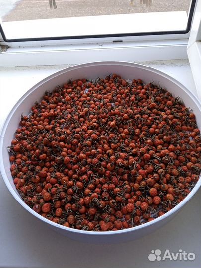 Шиповник сушеный