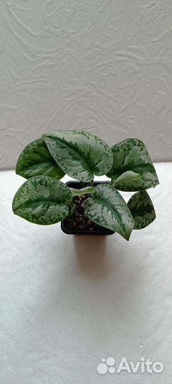 Эпипремнум, филодендрон