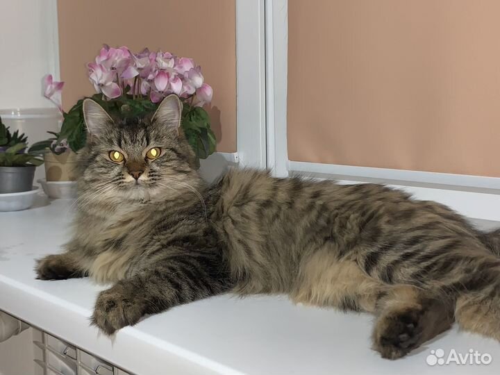 Продам кошку