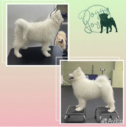 Центр для собак. Груминг