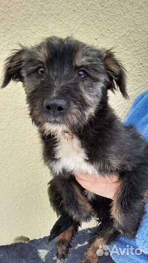 Собака бородачка